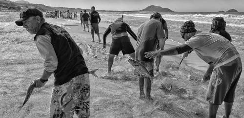 Tainha 2024: Governo aumenta cotas de captura e autoriza industriais 