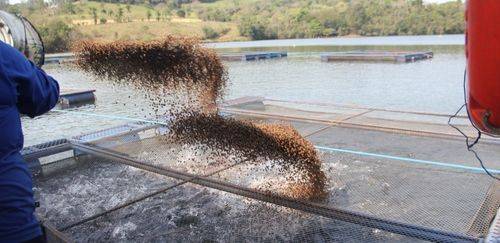 Projeção de produção de rações na aquicultura é de 1,87 milhão de ton. Projeção de produção de rações na aquicultura é de 1,87 milhão de ton.