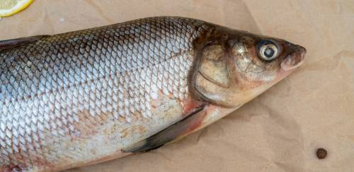 Biosseguridade como fator de qualidade do produto final