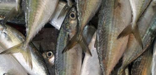 PAC: fazer o certo porque é certo ou porque somos obrigados por lei?