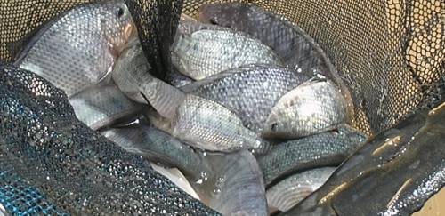 GenoMar apresenta tilápia com 30% em resistência à estreptococose 