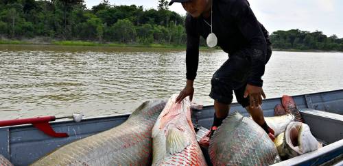 População de pirarucu cresce 631% nas terras indígenas em AM 
