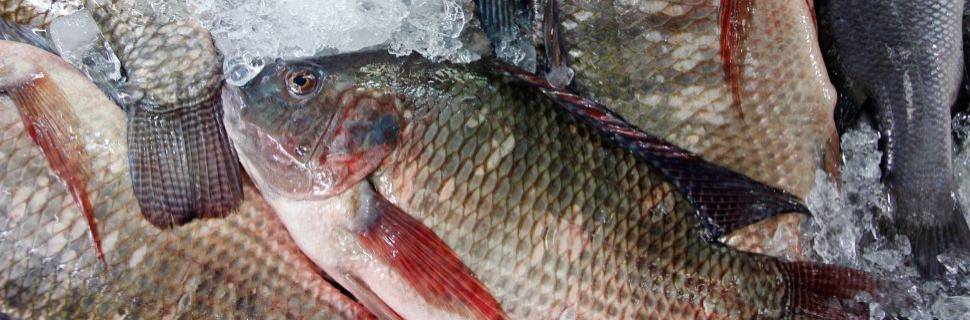 Projeto de Lei propõe proibição da importação de tilápia no Brasil
