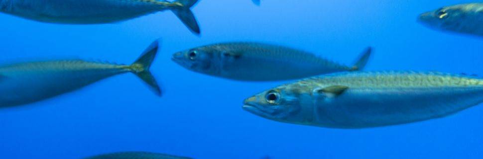 Más sementes, frutos ruins