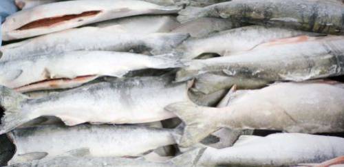 Quais as vantagens e oportunidades com os pescados do Alasca? Quais as vantagens e oportunidades com os pescados do Alasca?