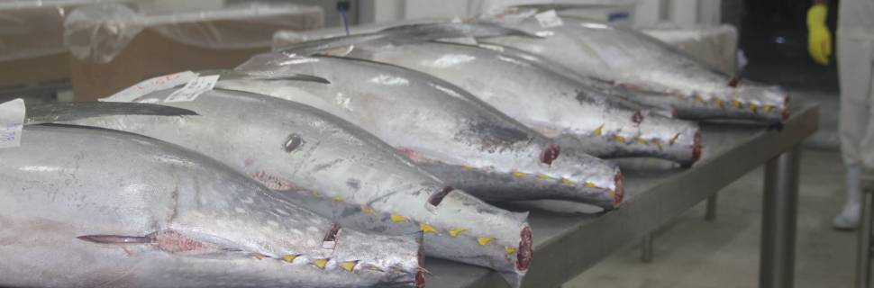 Qualidade dos atuns: segurança, sustentabilidade e valor econômico