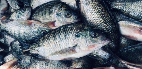 São Paulo define regras sanitárias contra vírus na tilápia