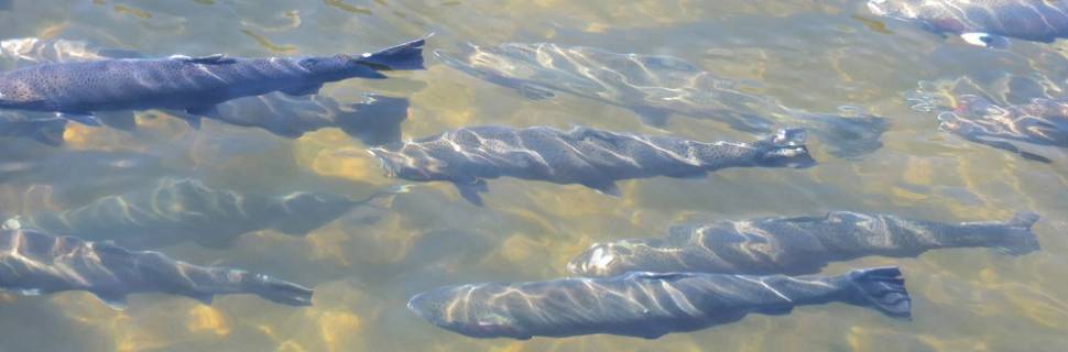 Mowi recebe multa recorde de quase R$ 40 milhões por escapes de salmão