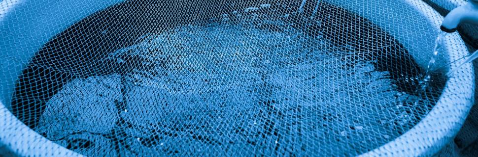 A importância de protocolos e processos para mitigar riscos no cultivo