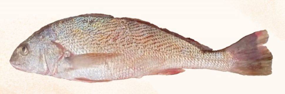 A lista é nova, já os problemas...