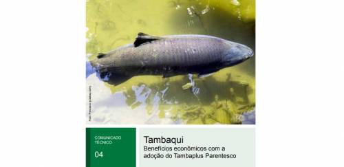 Ferramenta da Embrapa promete reduzir perdas no tambaqui