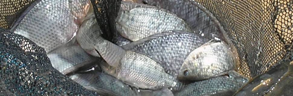 Audiência pública debateu regulamentação da criação de tilápia no RS