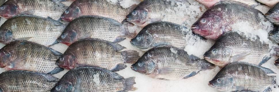 Tilápia: Norte do PR registra maior média do kg paga ao produtor