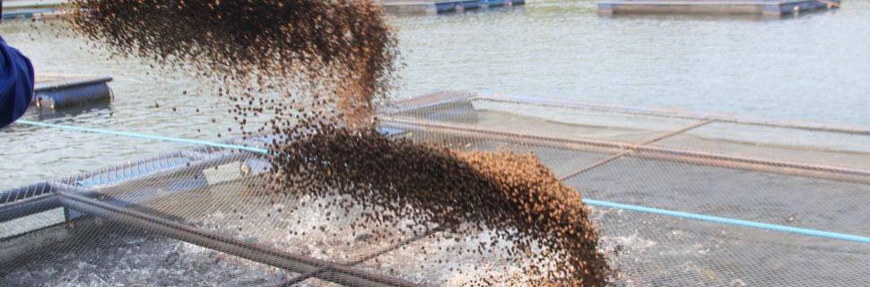 Rações para aquicultura totalizaram 892 mil t no 1º semestre do ano Rações para aquicultura totalizaram 892 mil t no 1º semestre do ano