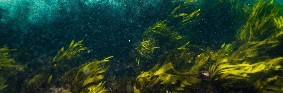 Mulheres de Corpo de Algas transforma algas em alimento e cosméticos