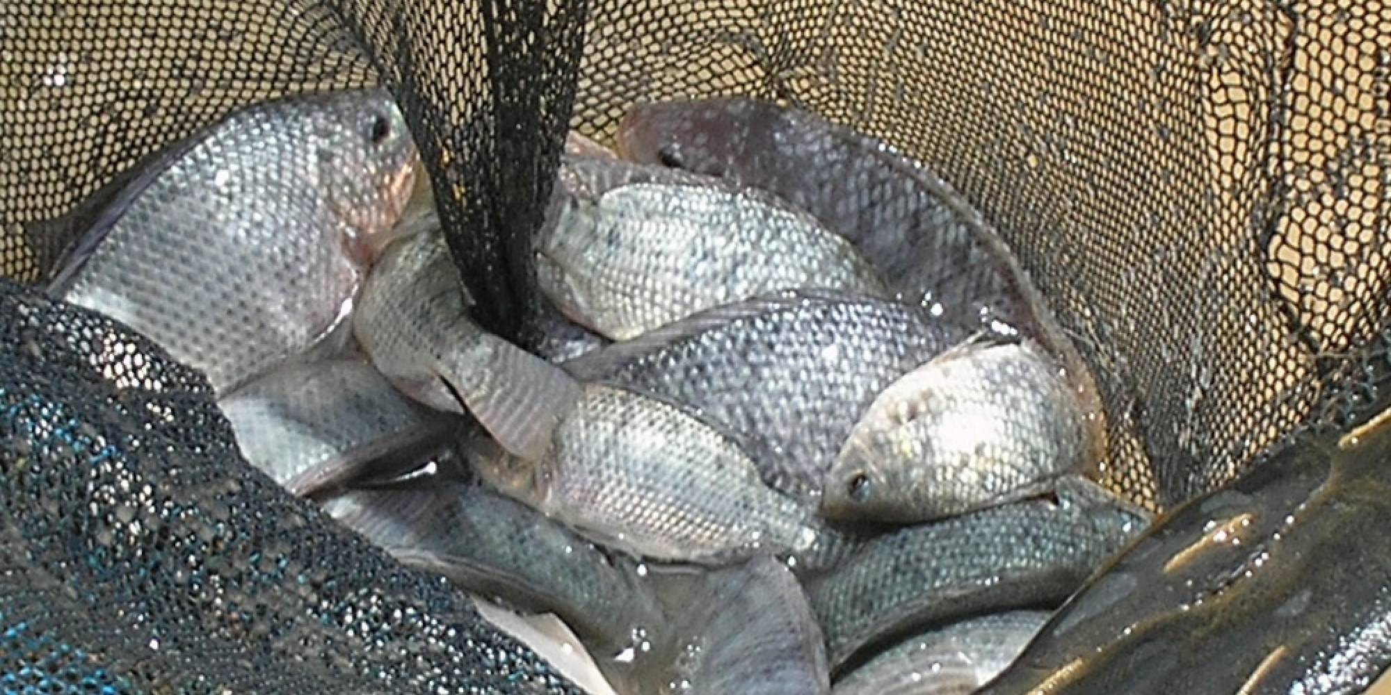 PPM 2020: Mais um ano com liderança da tilápia