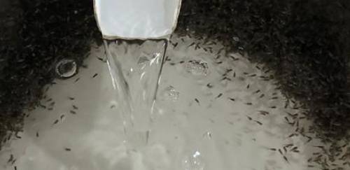 Em breve: escassez de tilápia