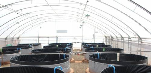 TCP se apresenta como nova opção ao setor aquícola