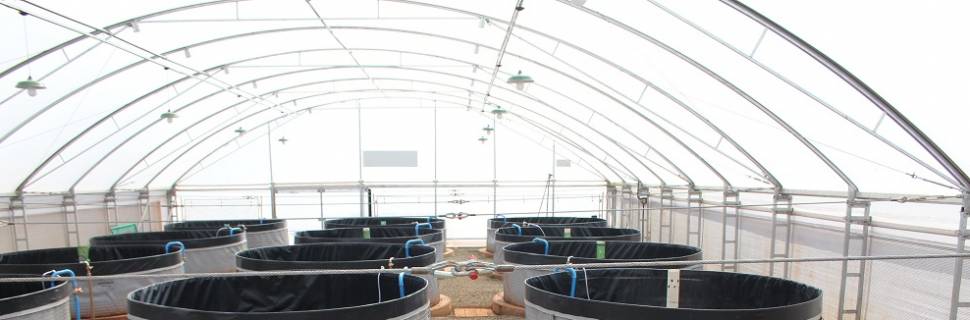 TCP se apresenta como nova opção ao setor aquícola