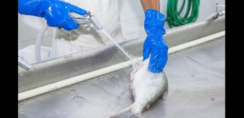 Entidades de pescado mostram apreensão com Covid-19 em frigoríficos