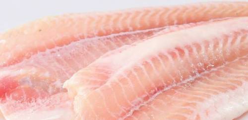 Estudo com ração de mandioca quer produzir panga com menos gordura