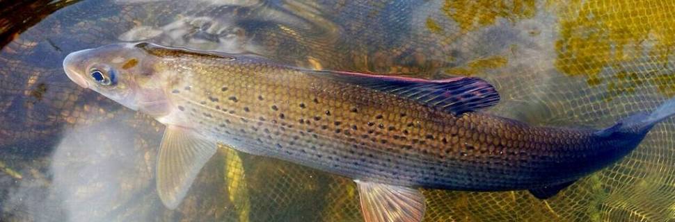 >Estudo investiga efeitos de usinas hidrelétricas em habitats aquáticos Estudo investiga efeitos de usinas hidrelétricas em habitats aquáticos