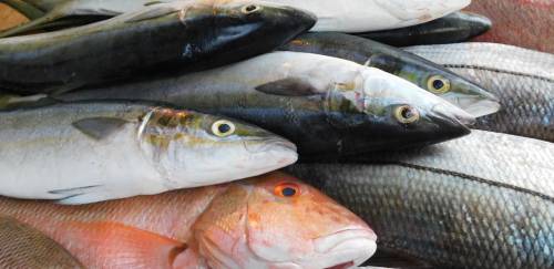 EUA dá exemplo e lança pacote de estímulo ao pescado