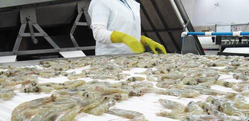 Exportação equatoriana: tilápia sofre; camarão reverte decisão chinesa