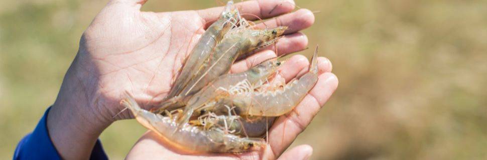 Sítio do RN é eleito a propriedade mais sustentável do Brasil em 2025