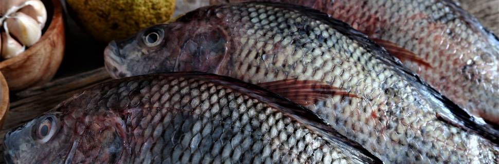 Brasil registra 579.080 t de tilápia produzidas em 2023