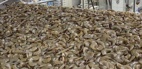 Defeso de camarão e lagosta: os impactos regulatórios na indústria Defeso de camarão e lagosta: os impactos regulatórios na indústria