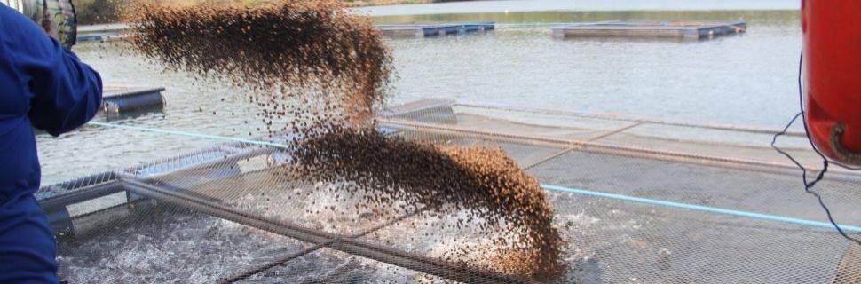 Projeção de produção de rações na aquicultura é de 1,87 milhão de ton.