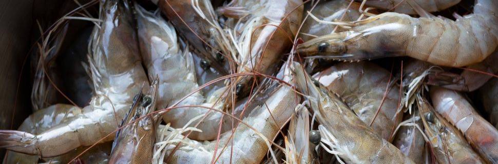PPM 2024: produção de camarão bate recorde com 146,8 mil ton. em 2024