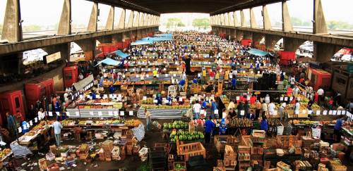 Festivais Ceagesp retornam com pescado neste sábado (2)