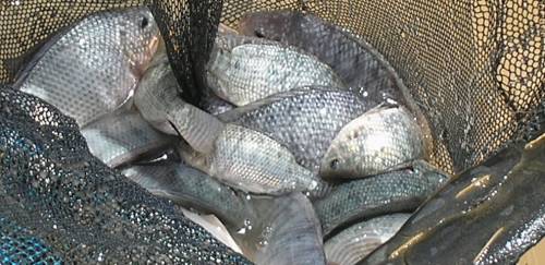 Mapa dá alerta oficial à OIE sobre ISKNV no País