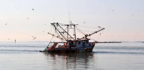 Maturidade tecnológica e o futuro da indústria do pescado para 2025 Maturidade tecnológica e o futuro da indústria do pescado para 2025