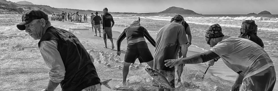 Tainha 2024: Governo aumenta cotas de captura e autoriza industriais 