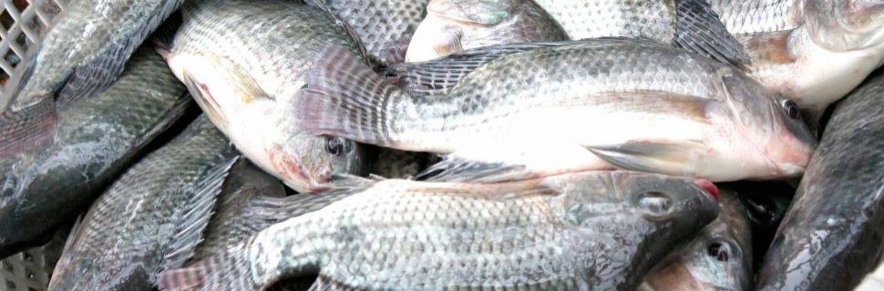 Inédito: importações de tilápia superam exportações brasileiras  