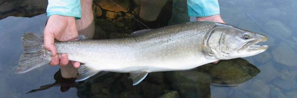 Estudo do IPesca SP encurta criação de alevinos de salmão no Brasil