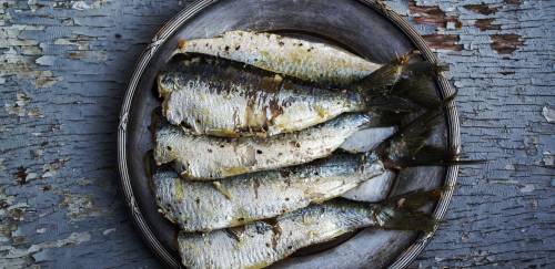 Produção total acumulada de farinha de peixe tem queda em 2022