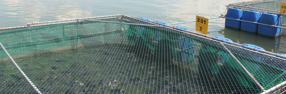 PPM 2024: Piscicultura brasileira salta 10,3% em 2024