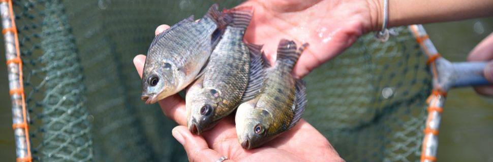 SP amplia limite diário de produção artesanal de pescado