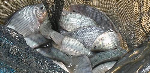 Fazenda em GO registra caso de vírus inédito em tilápia comercial