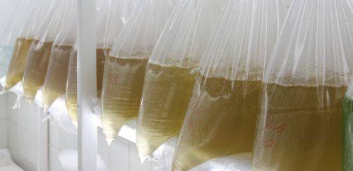 A curiosa aposta da Bomar para crescer no mercado do camarão cearense A curiosa aposta da Bomar para crescer no mercado do camarão cearense