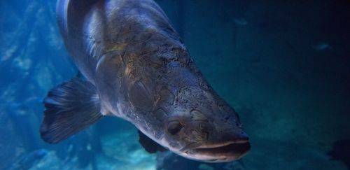 Reprodução artificial do pirarucu tem avanços importantes