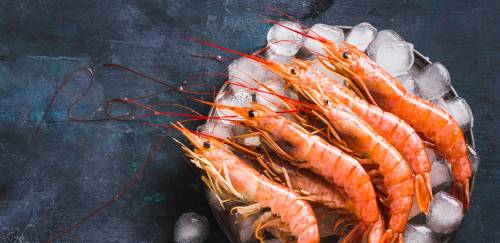 Camarão argentino no Brasil: tamanhos grandes com preço e qualidade Camarão argentino no Brasil: tamanhos grandes com preço e qualidade