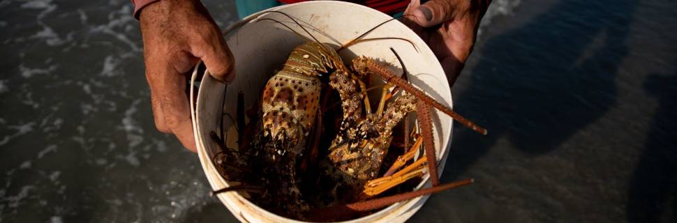 A safra da lagosta em 2024: diferente, mas igual