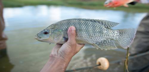 SANPHAR/IPEVE agora com vacinas autógenas para tilápias