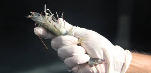 Formas jovens em ebulição Formas jovens em ebulição