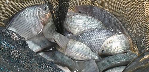 Geneseas compra distribuidora americana Tropical